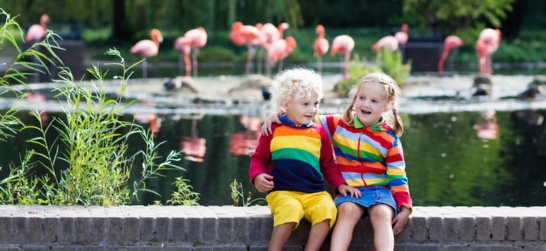 kids and flamingos at a zoo