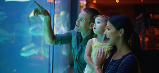 a family looks at fish in an aquarium